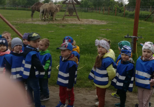 Przedszkolaki obserwują wielbłądy